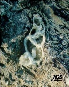Gastropod shells can be replaced by other minerals when buried, or may decompose and the space that is left may be recrystallized.
